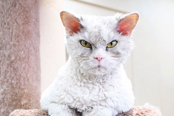 Названный в честь Эйнштейна кот стал новым героем Instagram, Miracle, 7 апр 2015, 18:25, 300008.jpg