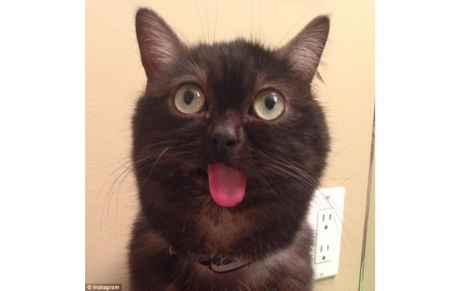 Кот по кличке Мистер Магу покорил пользователей Instagram, Miracle, 15 окт 2015, 18:59, FfnKR9y.jpg