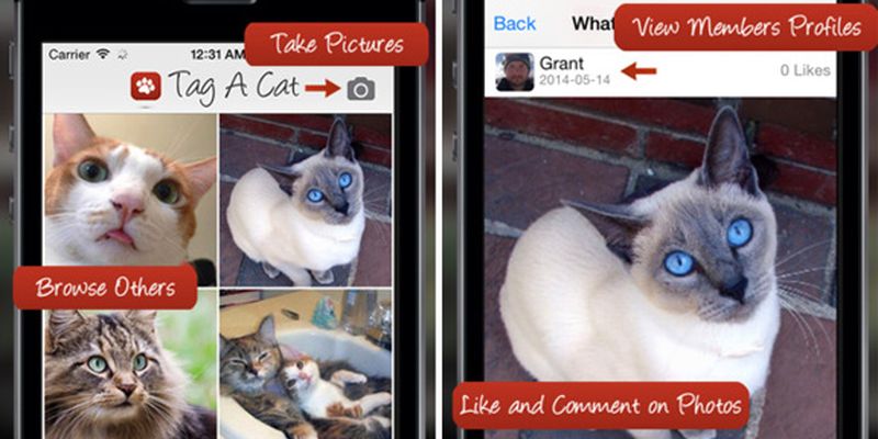 Instagram для котов: App Store выпустили новое приложение, Miracle, 15 окт 2014, 16:52, insta-cat-1.jpg