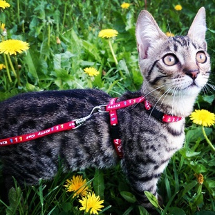 Кошка Уфа набирает тысячи поклонников-подписчиков в Instagram, Miracle, 6 июн 2015, 16:57, ufa_ejw_311.jpg